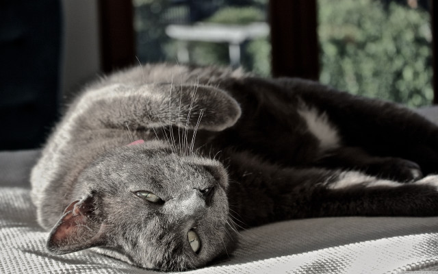 Cat bed lying closed pillow free wallpaper for desktop - medium preview image