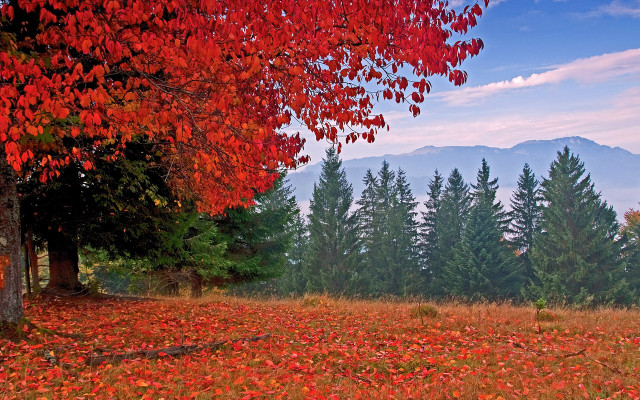 Autumn field red leaves mountain free wallpaper for desktop - medium preview image
