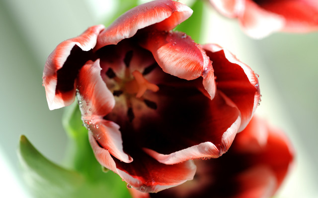 Flower water droplets macro shallow free wallpaper for desktop - medium preview image