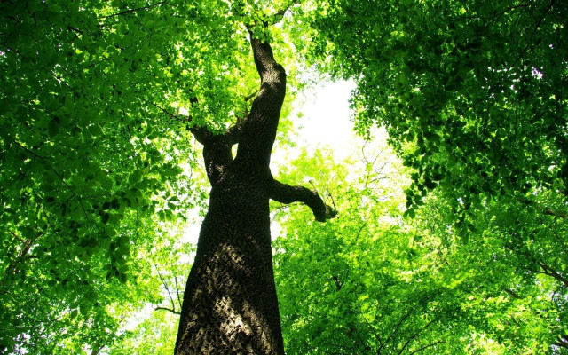 Tall tree green leaves forest free wallpaper for desktop - medium preview image