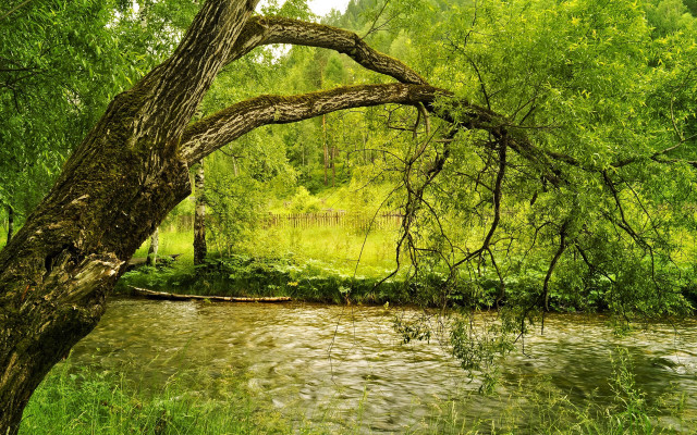 River forest fallen tree dappled free wallpaper for desktop - medium preview image