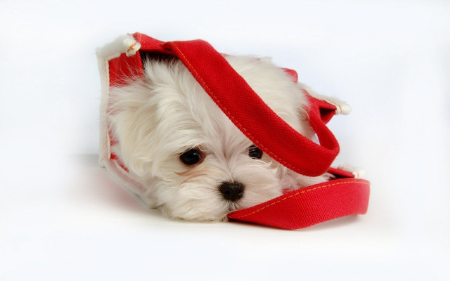 White dog red ribbon christmas free wallpaper for desktop - medium preview image