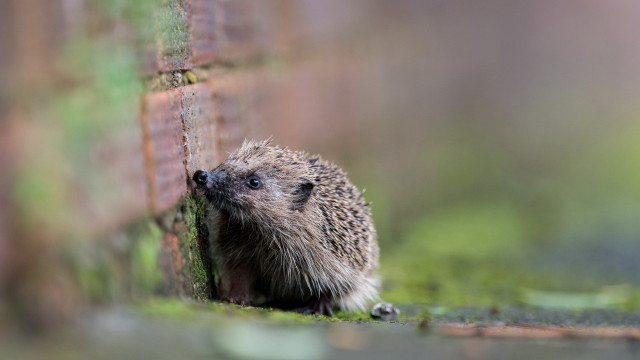 Hedgehog peeking brick wall grass free wallpaper for desktop - medium preview image