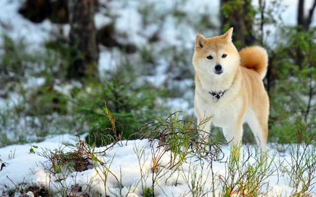 Dog snow forest bokeh autumn free wallpaper for desktop - medium preview image