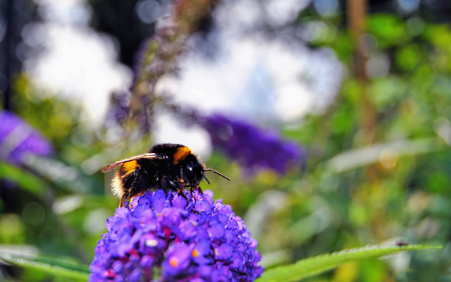 Bee purple flower field summer free wallpaper for desktop - medium preview image
