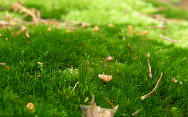 Grass leaves macro blurry nature free wallpaper for desktop - medium preview image
