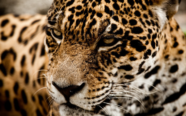 Leopard closeup bokeh depthoffield blurry free wallpaper for desktop - medium preview image