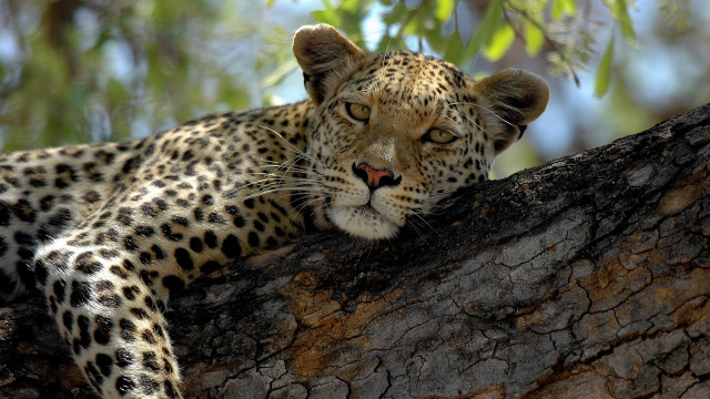 Leopard resting tree branch forest free wallpaper for desktop - medium preview image
