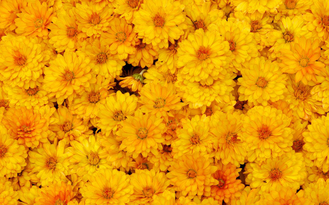 Yellow flower bee pattern autumn free wallpaper for desktop - medium preview image