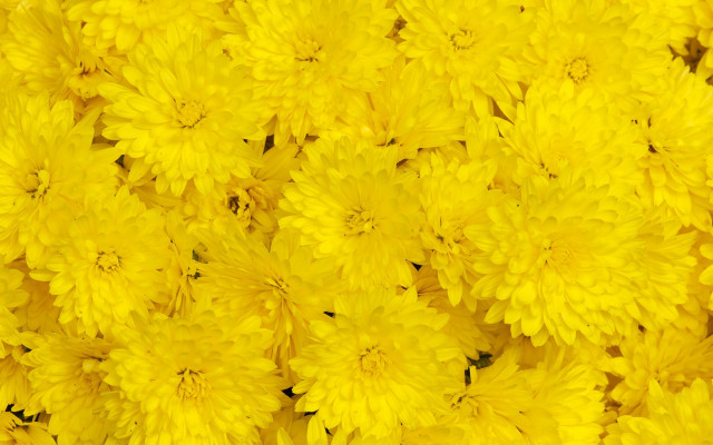 Yellow flower macro fireworks autumn free wallpaper for desktop - medium preview image