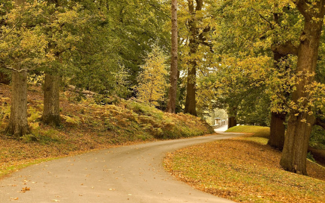 Winding forest road autumn leaves free wallpaper for desktop - medium preview image