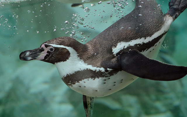 Penguin swimming bubbles green background free wallpaper for desktop - medium preview image