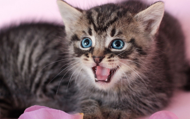 Kitten open mouth tongue pink free wallpaper for desktop - medium preview image