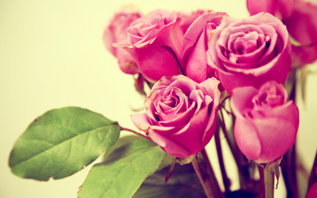 Pink roses vase green leaves #5 free wallpaper for desktop - medium preview image