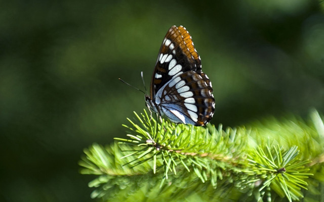 Butterfly green branch leaves blurry free wallpaper for desktop - medium preview image