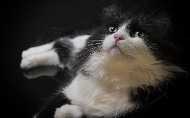 Black white cat green eyes #4 free wallpaper for desktop - medium preview image