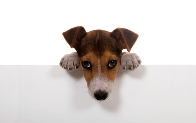 Dog peeking white sign paw free wallpaper for desktop - medium preview image