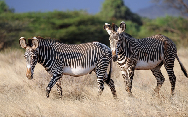 Zebras drygrass wildlife nature puzzle free wallpaper for desktop - medium preview image