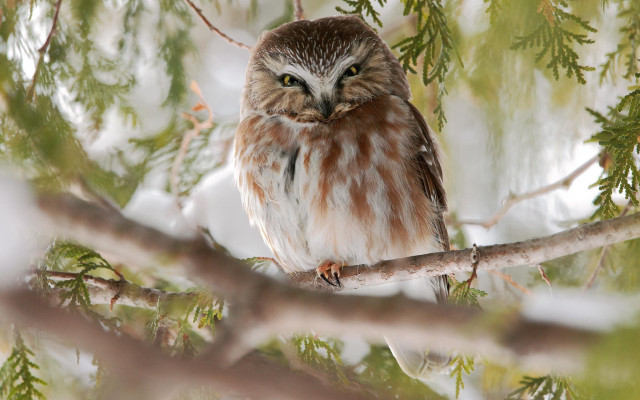 Brown owl snow branch nature free wallpaper for desktop - medium preview image