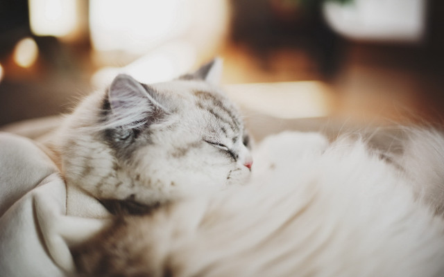 Cat sleeping white blanket couch free wallpaper for desktop - medium preview image
