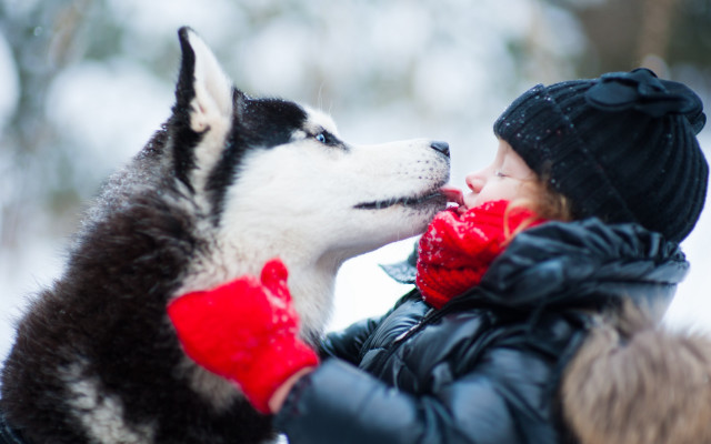Woman husky snow red scarf free wallpaper for desktop - medium preview image