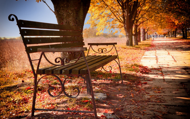 Autumn leaves bench tree path free wallpaper for desktop - medium preview image