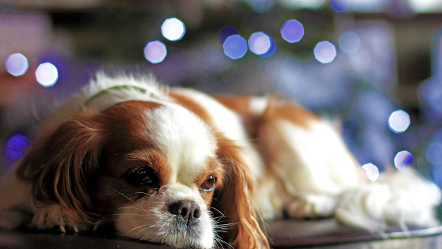Dog christmas tree bokeh bubbles free wallpaper for desktop - medium preview image