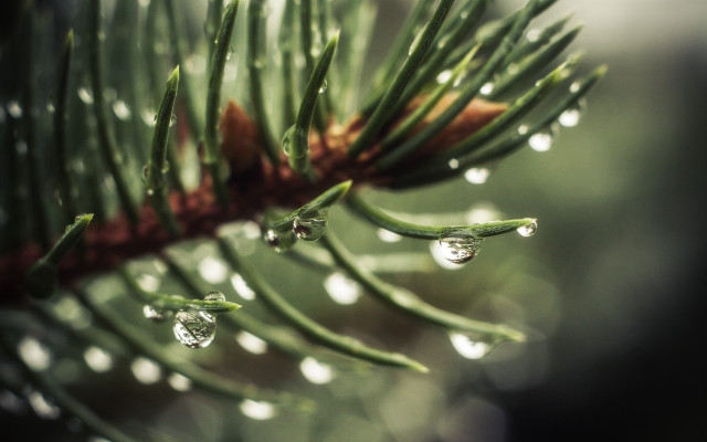 Pine branch water drops bokeh free wallpaper for desktop - medium preview image