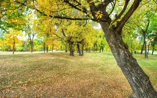 Autumn leaves park trees fence free wallpaper for desktop - medium preview image