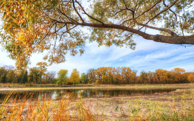 Tree branch lake autumn fall free wallpaper for desktop - medium preview image