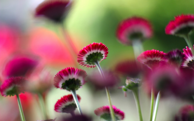 Pink flower bokeh blurry background free wallpaper for desktop - medium preview image