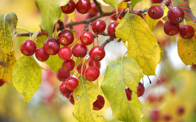 Branch red berries green leaves free wallpaper for desktop - medium preview image