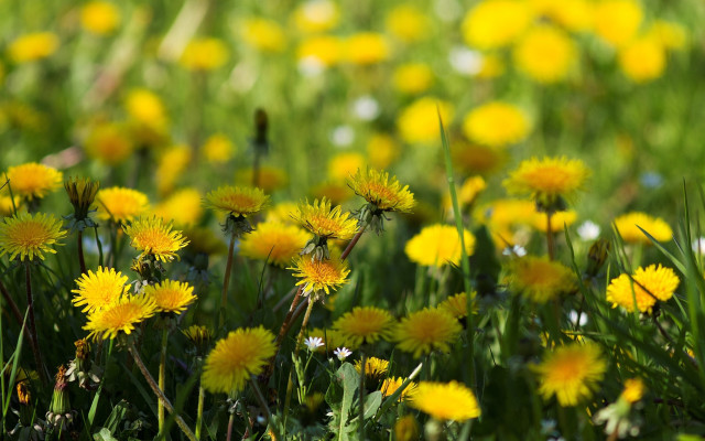 Flower field yellow sunflower bokeh free wallpaper for desktop - medium preview image