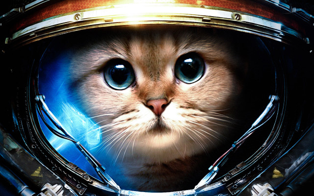 Cat space suit helmet blue #2 free wallpaper for desktop - medium preview image