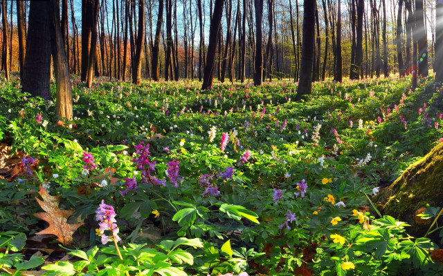Flower field sunlight forest nature free wallpaper for desktop - medium preview image