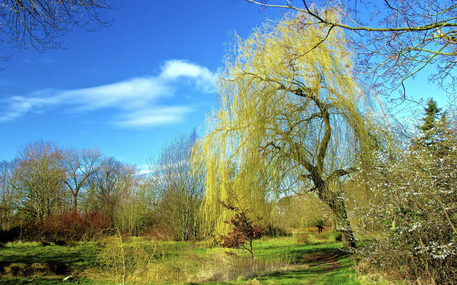 Yellow leaves tree park path free wallpaper for desktop - medium preview image