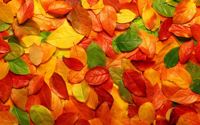 Autumn leaves color field pile free wallpaper for desktop - medium preview image