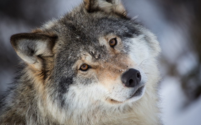 Wolf snow woods winter animal free wallpaper for desktop - medium preview image