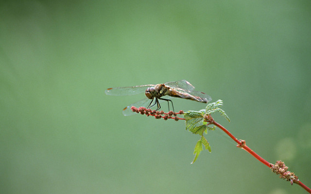 Dragonfly branch green background macro free wallpaper for desktop - medium preview image