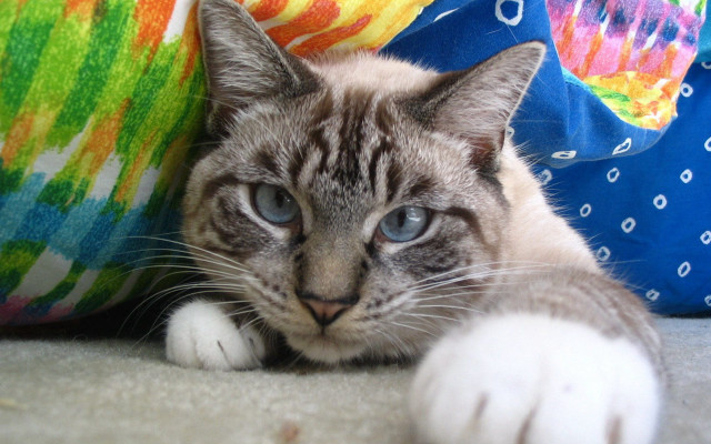 Cat pillow blanket blue eyes free wallpaper for desktop - medium preview image