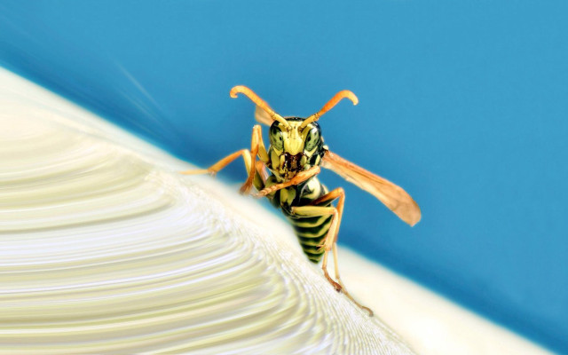 Bee white surface blue background free wallpaper for desktop - medium preview image
