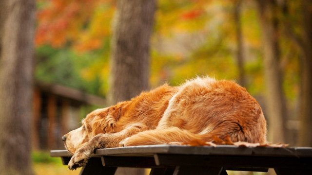 Dog sleeping wood bench autumn free wallpaper for desktop - medium preview image