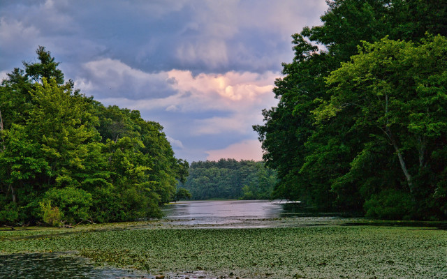 River waterplants trees cloudy sky free wallpaper for desktop - medium preview image