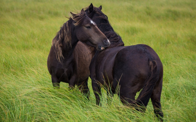 Horses rubbing head tall grass free wallpaper for desktop - medium preview image