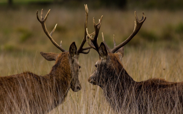 Deer field antlers wildlife photography free wallpaper for desktop - medium preview image