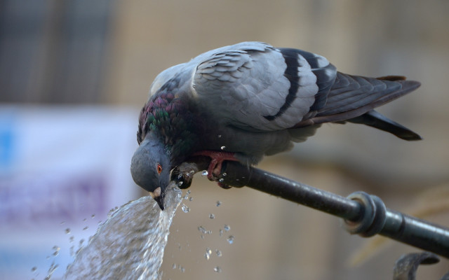 London pigeon fountain outdoors ecological free wallpaper for desktop - medium preview image
