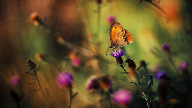 Butterfly flower field macro art free wallpaper for desktop - medium preview image
