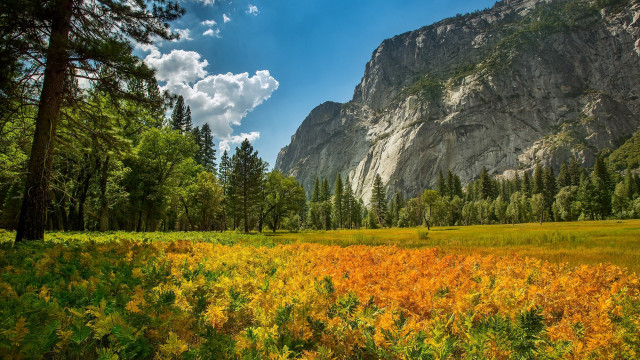 Yellow flowers mountains clouds autumn free wallpaper for desktop - medium preview image