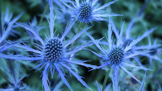 Blue flower closeup bokeh leaves free wallpaper for desktop - medium preview image