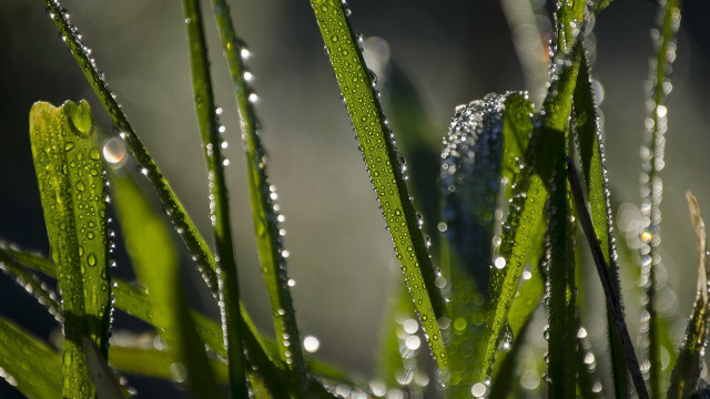 Grass water droplets macro nature #10 free wallpaper for desktop - medium preview image